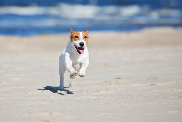 Jack Russel teriér na pláži