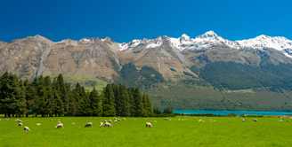 nz-ovce2